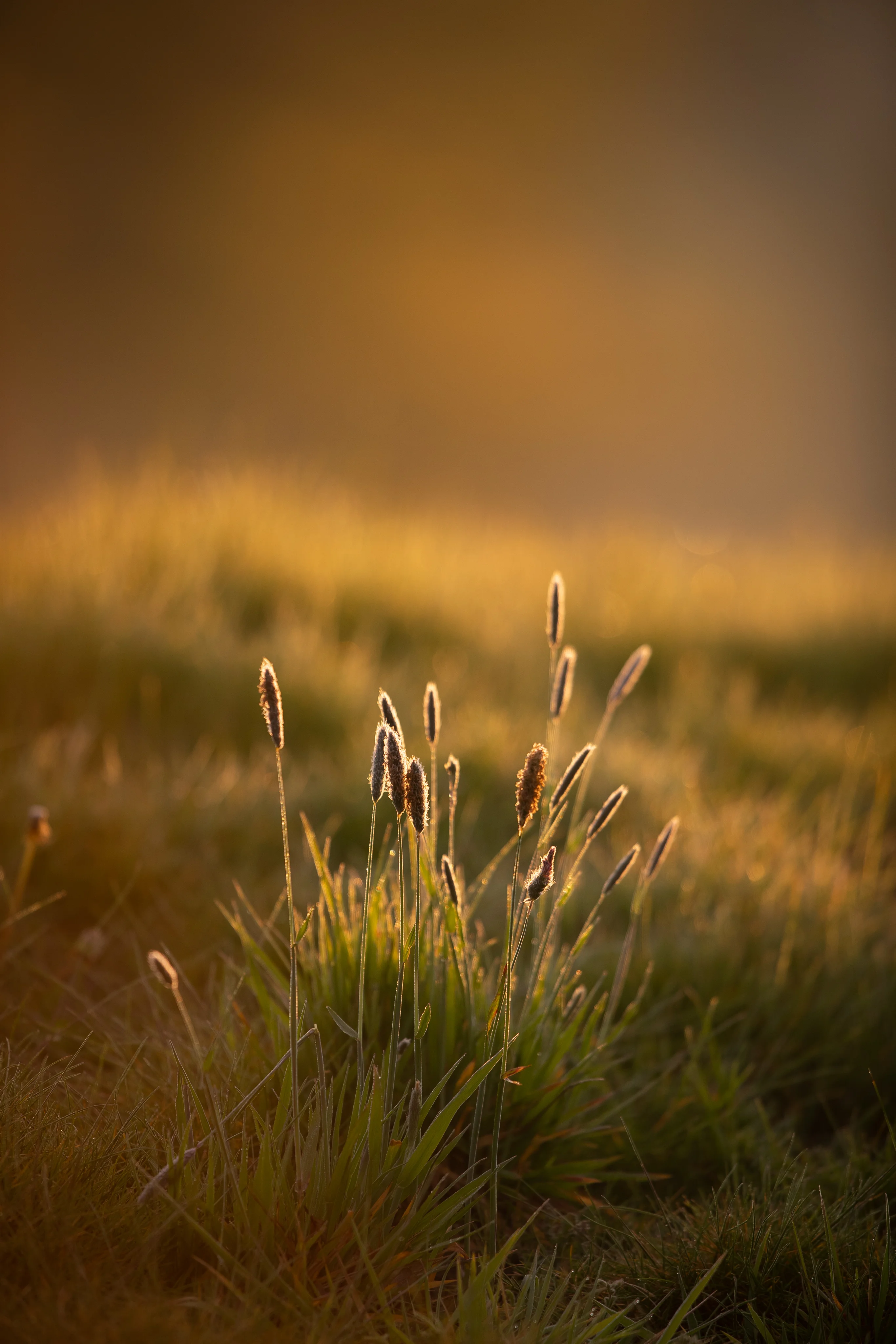 Wild grasses illuminated by warm evening sunlight against a softly blurred background
