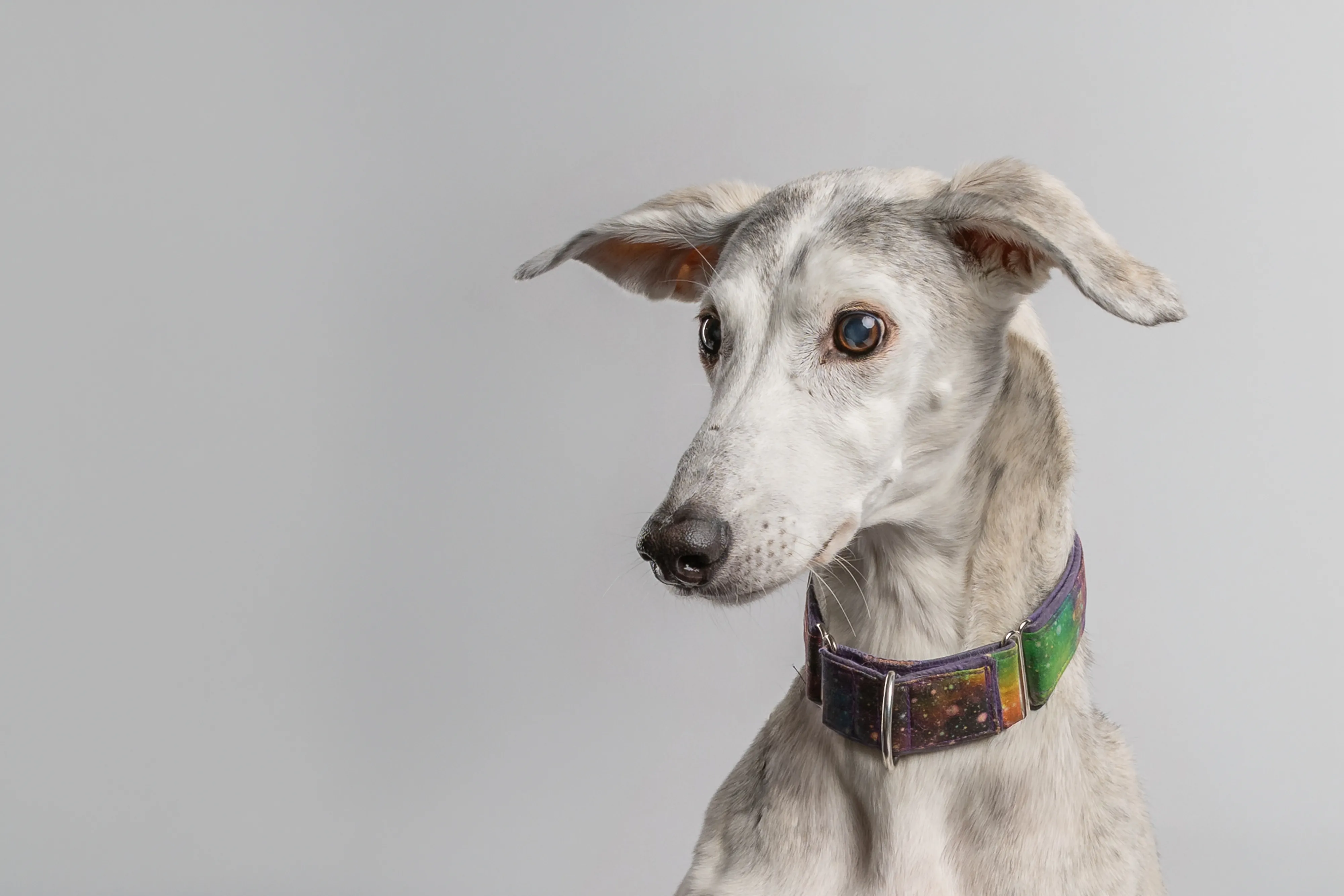 Expressive portrait of a dog wearing a colourful collar