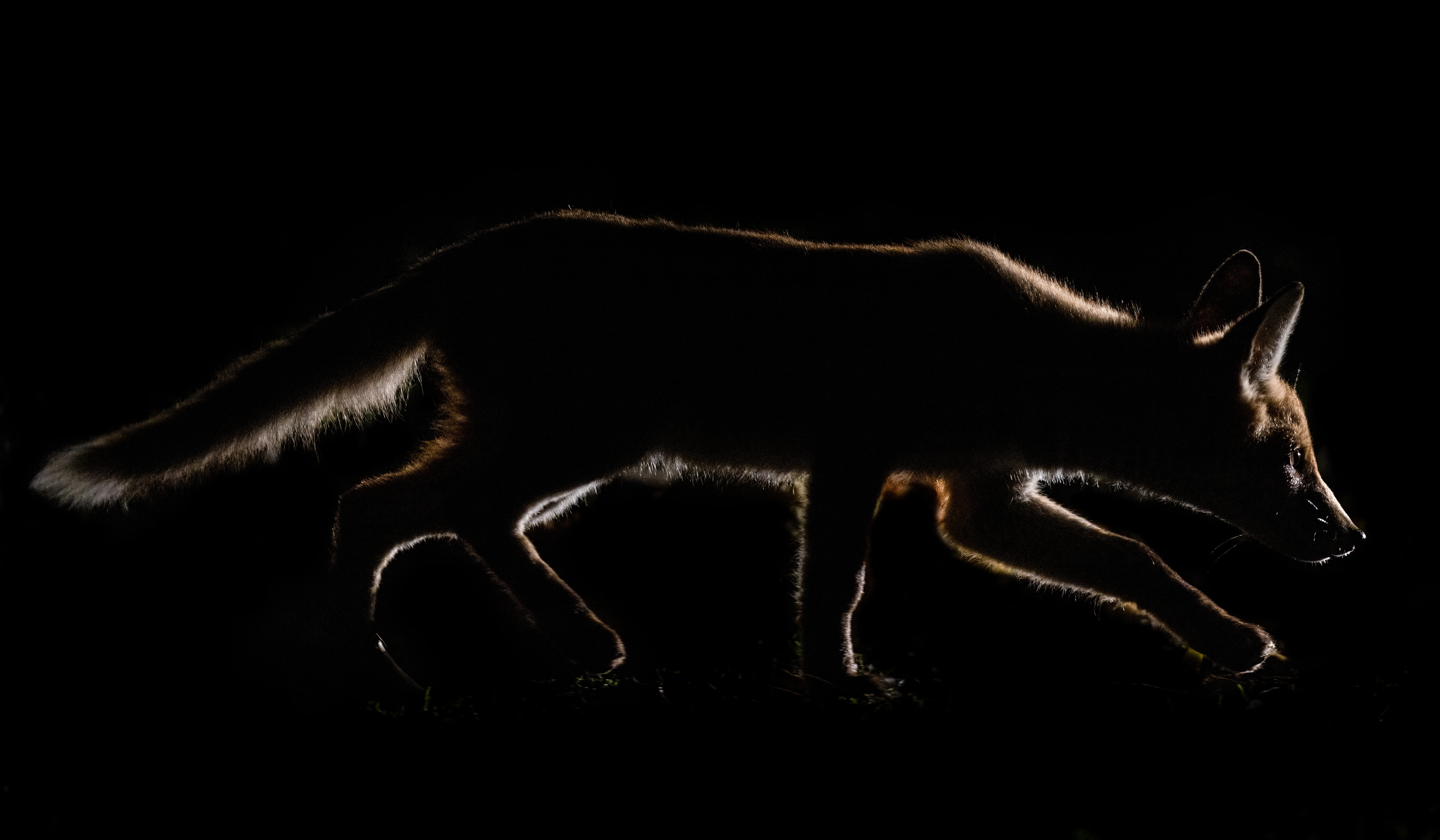 Red fox silhouetted against a dark background, outlined by rim lighting