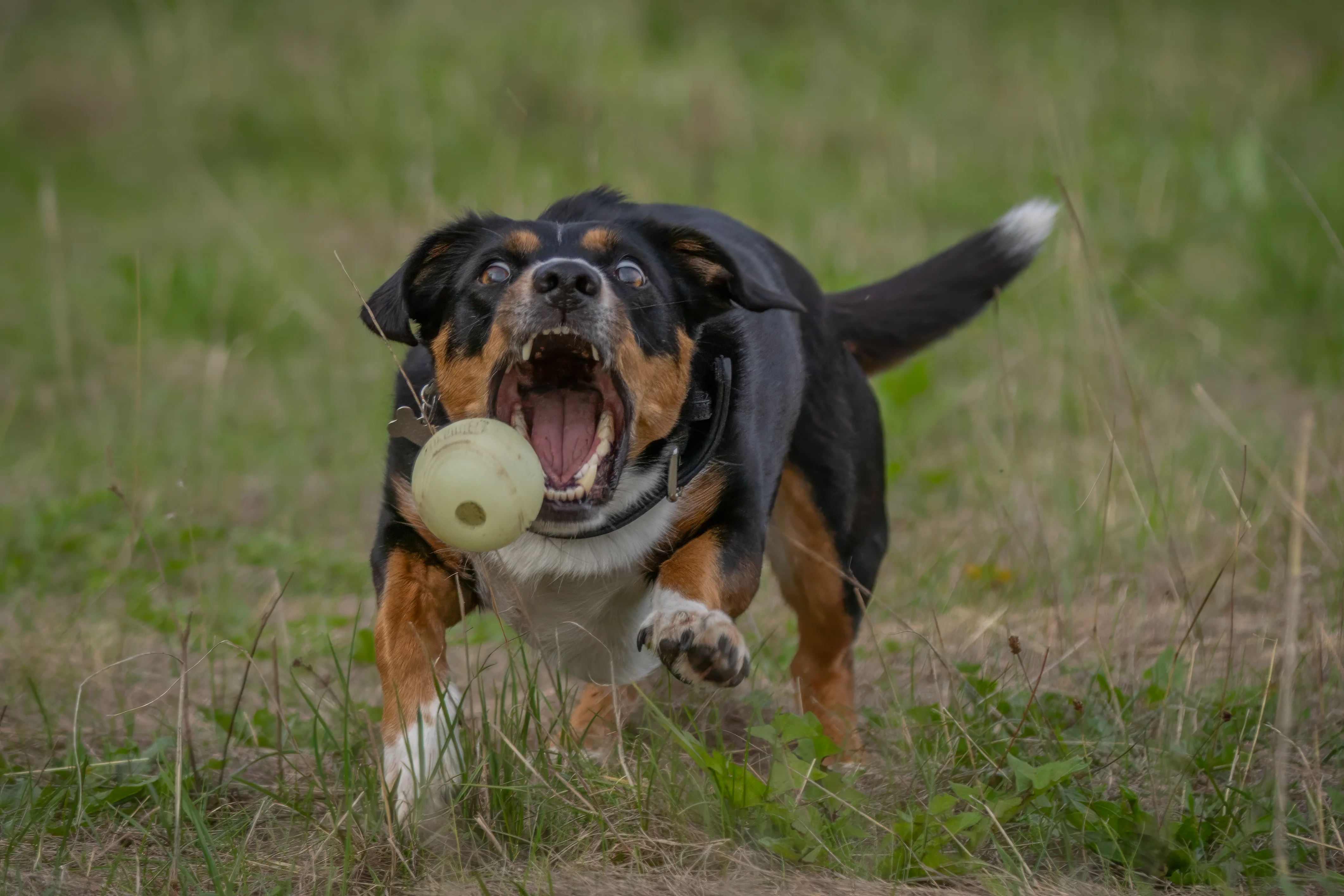 Dog playing outdoors with a ball
