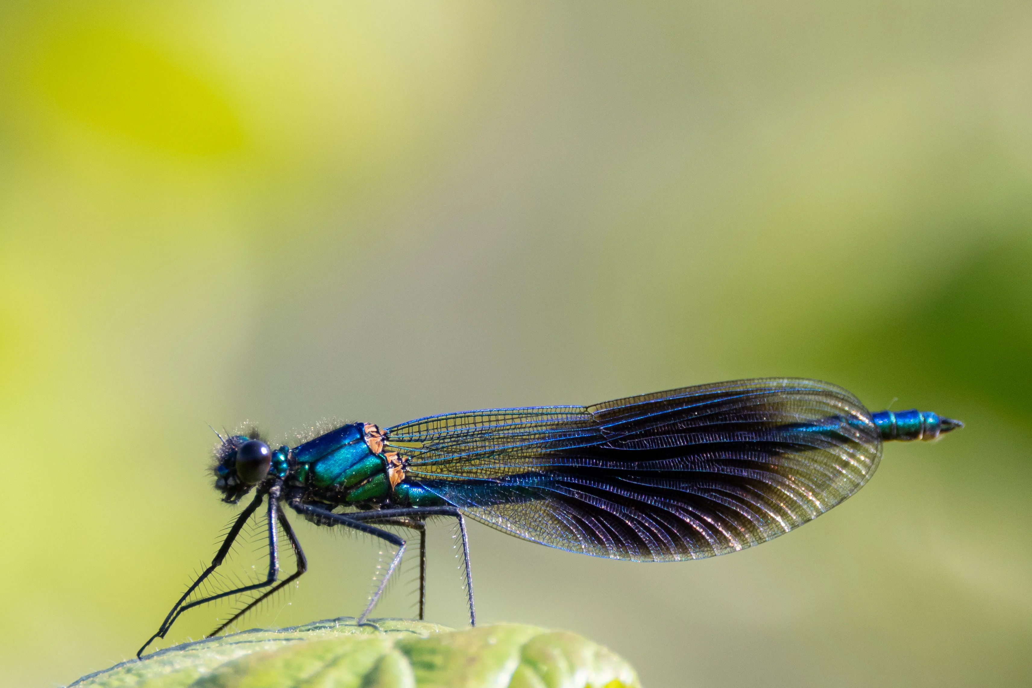 Male banded demoiselle with an iridescent blue body and dark-banded wings resting on a leaf