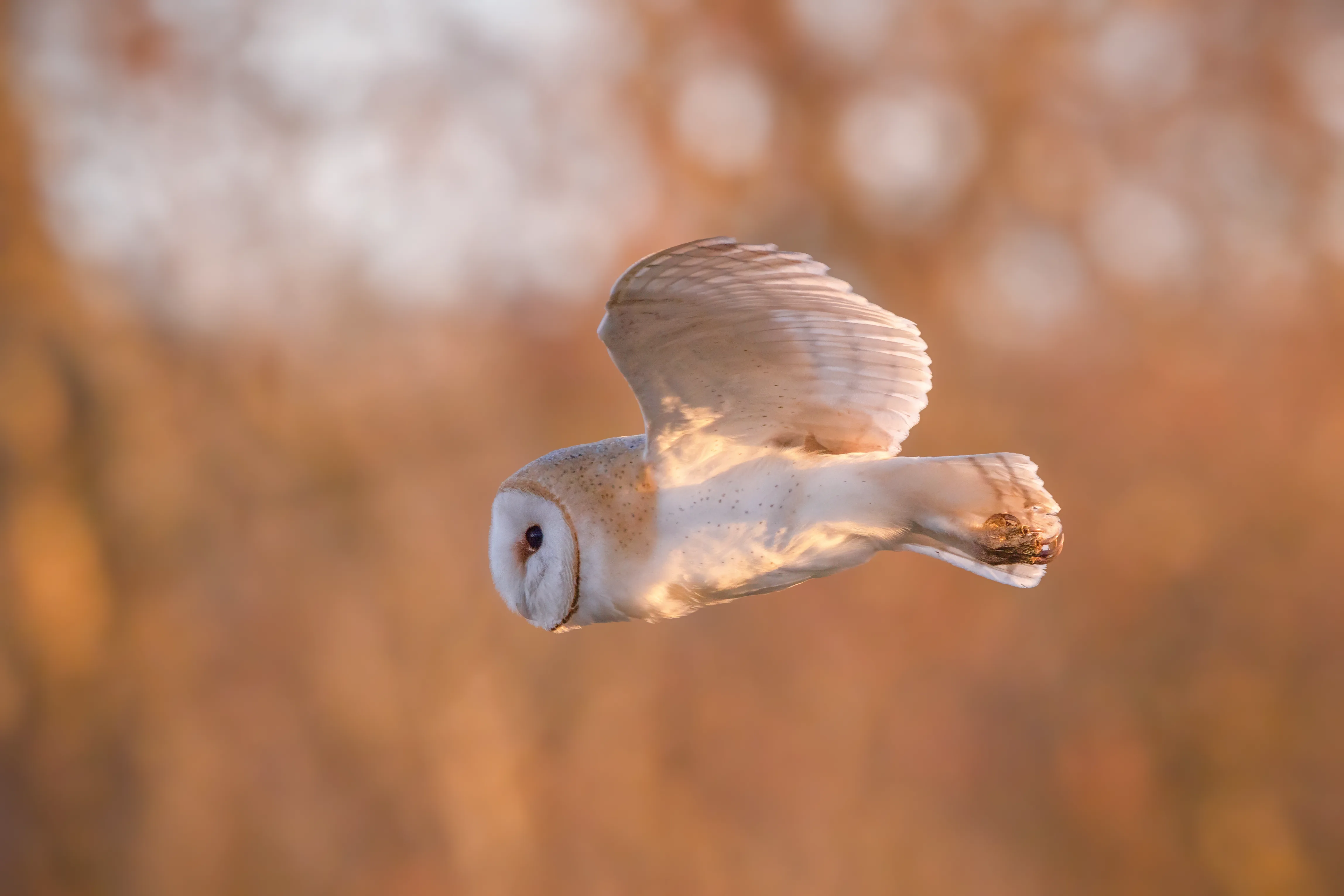 Barn owl flying against a warm golden background