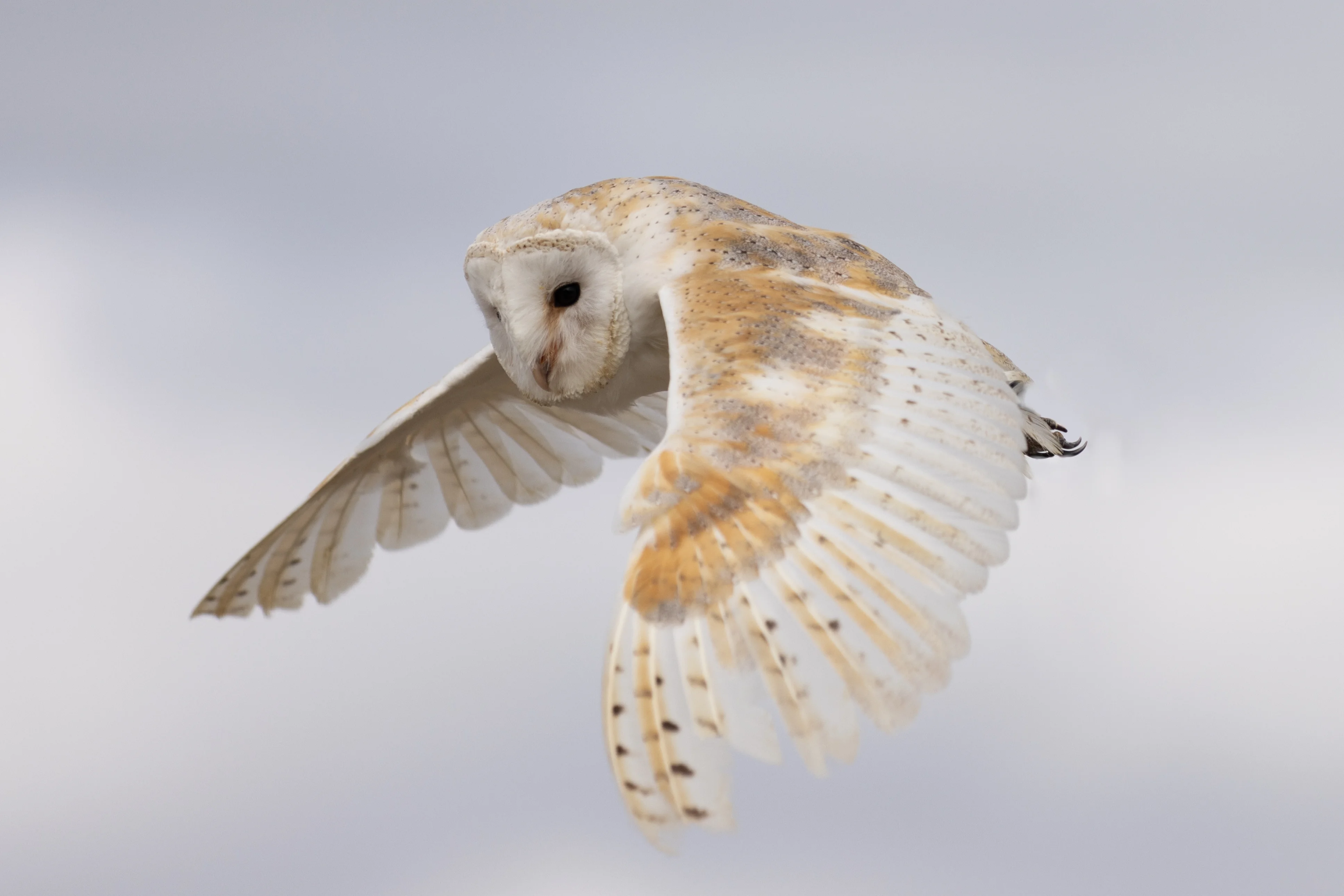 Barn owl photographed in flight