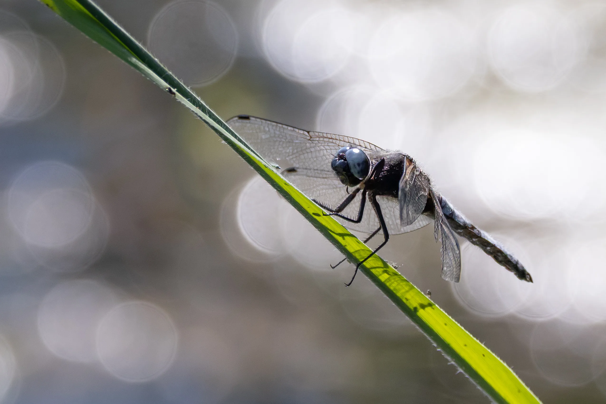 Dragonfly perched on a diagonal green reed against a softly blurred background