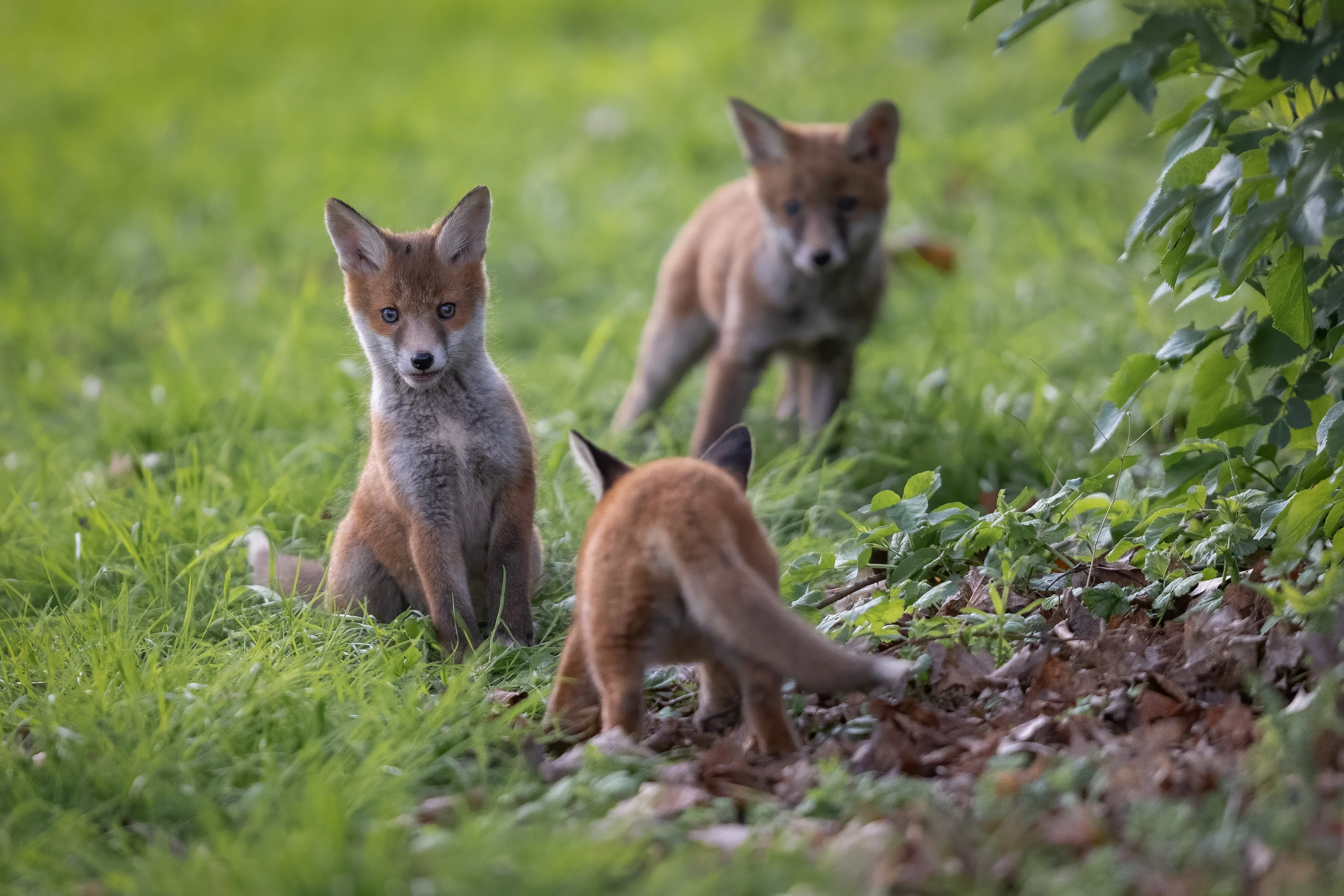 Three young fox cubs gathered together in a green woodland clearing