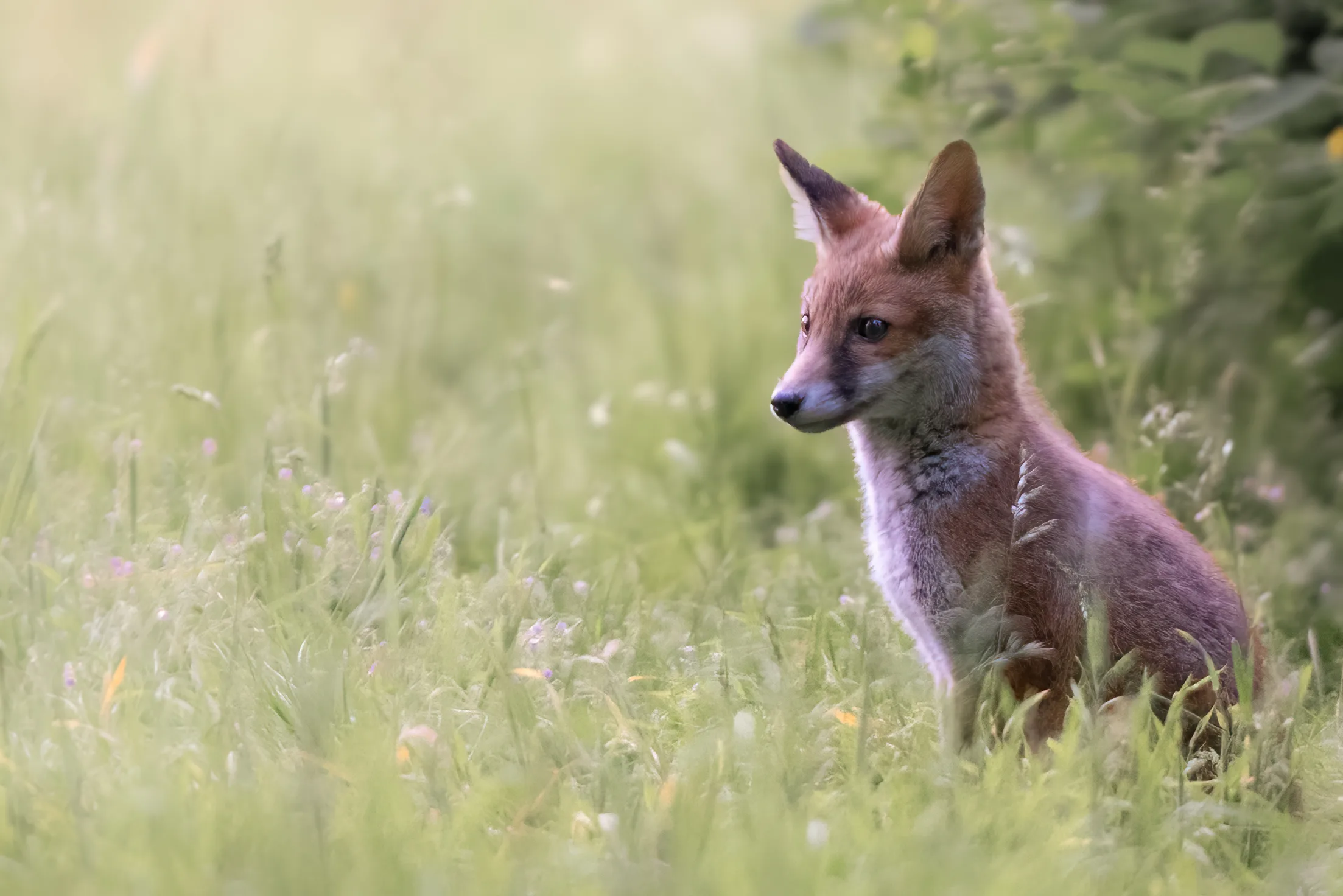 Young red fox sitting upright in a grassy clearing