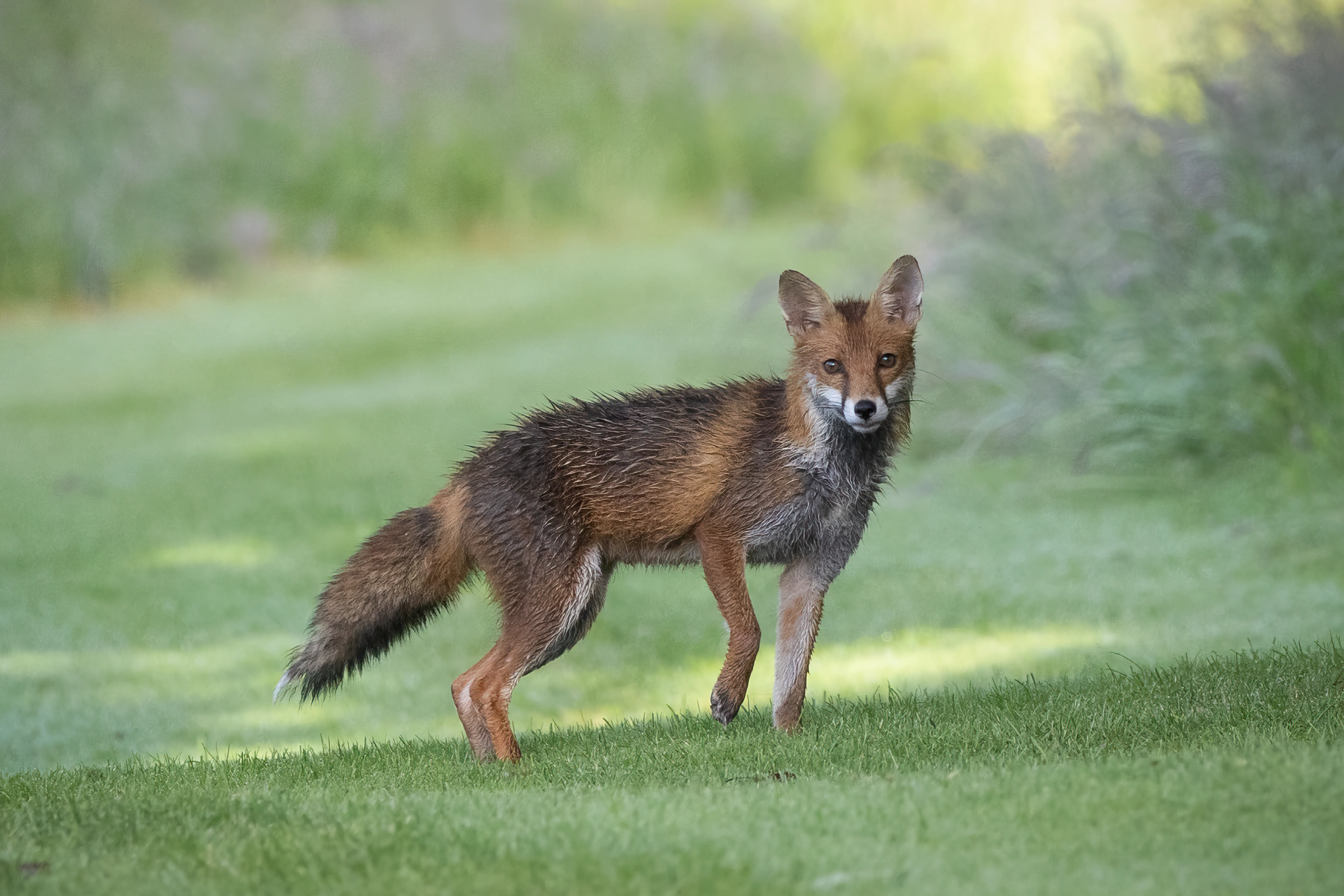 Red fox illuminated by warm backlighting