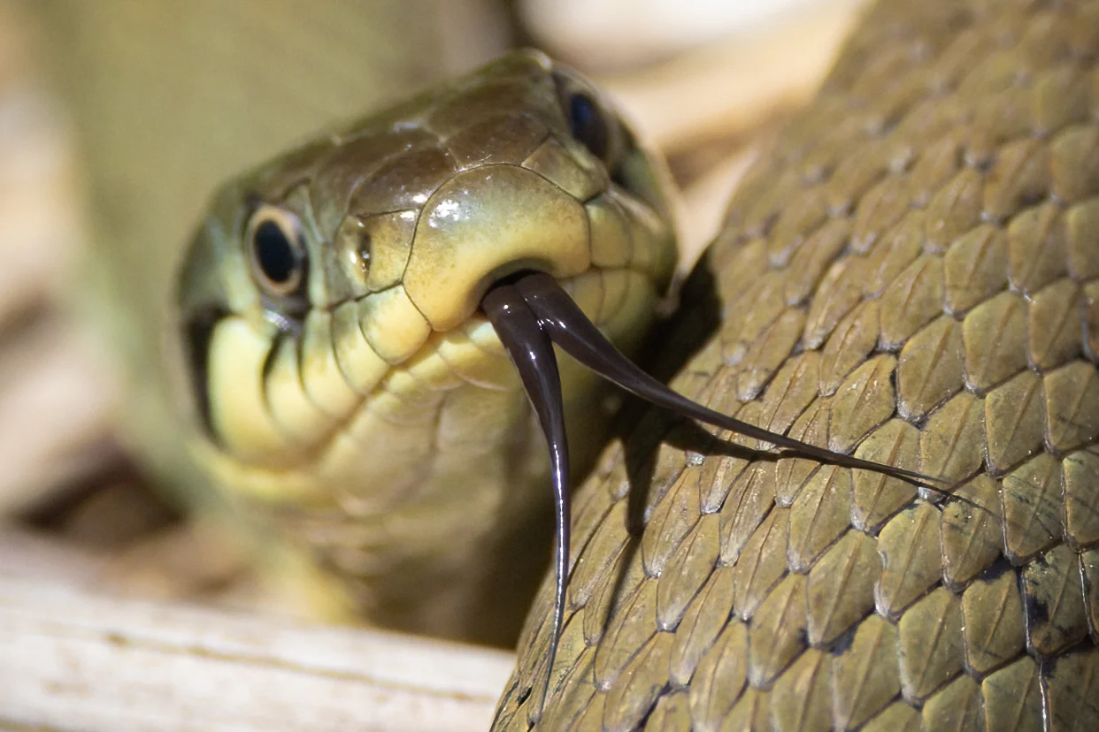 Close-up portrait of a grass snake with its forked tongue extended