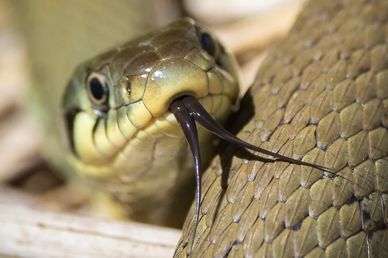 Close-up portrait of a grass snake with its forked tongue extended