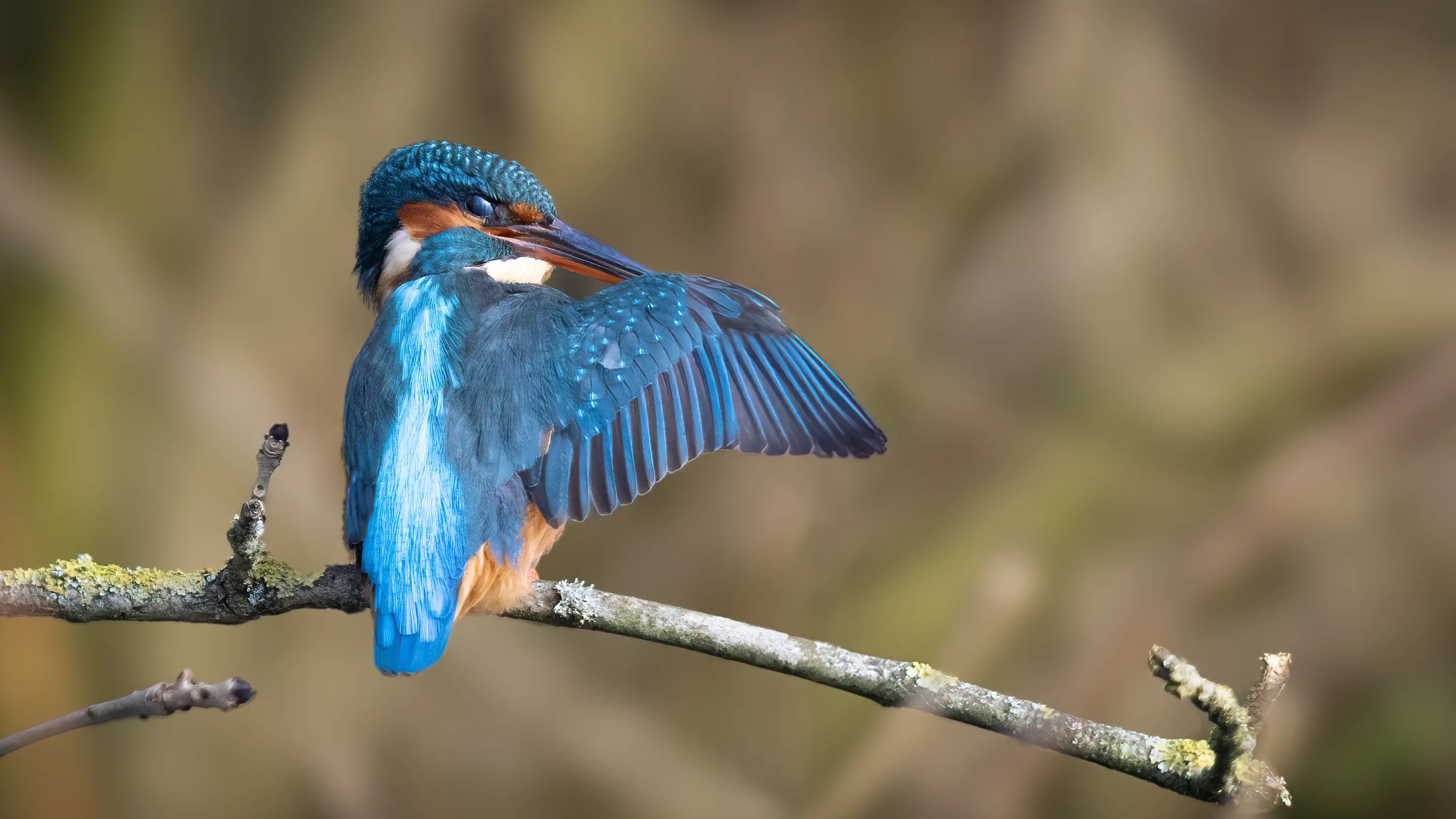 Kingfisher displaying its blue plumage