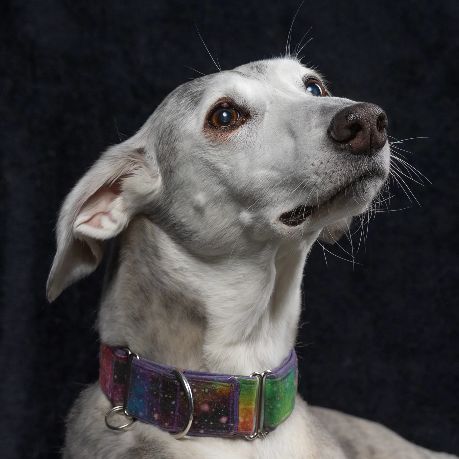 Dog looking upwards during a studio portrait session