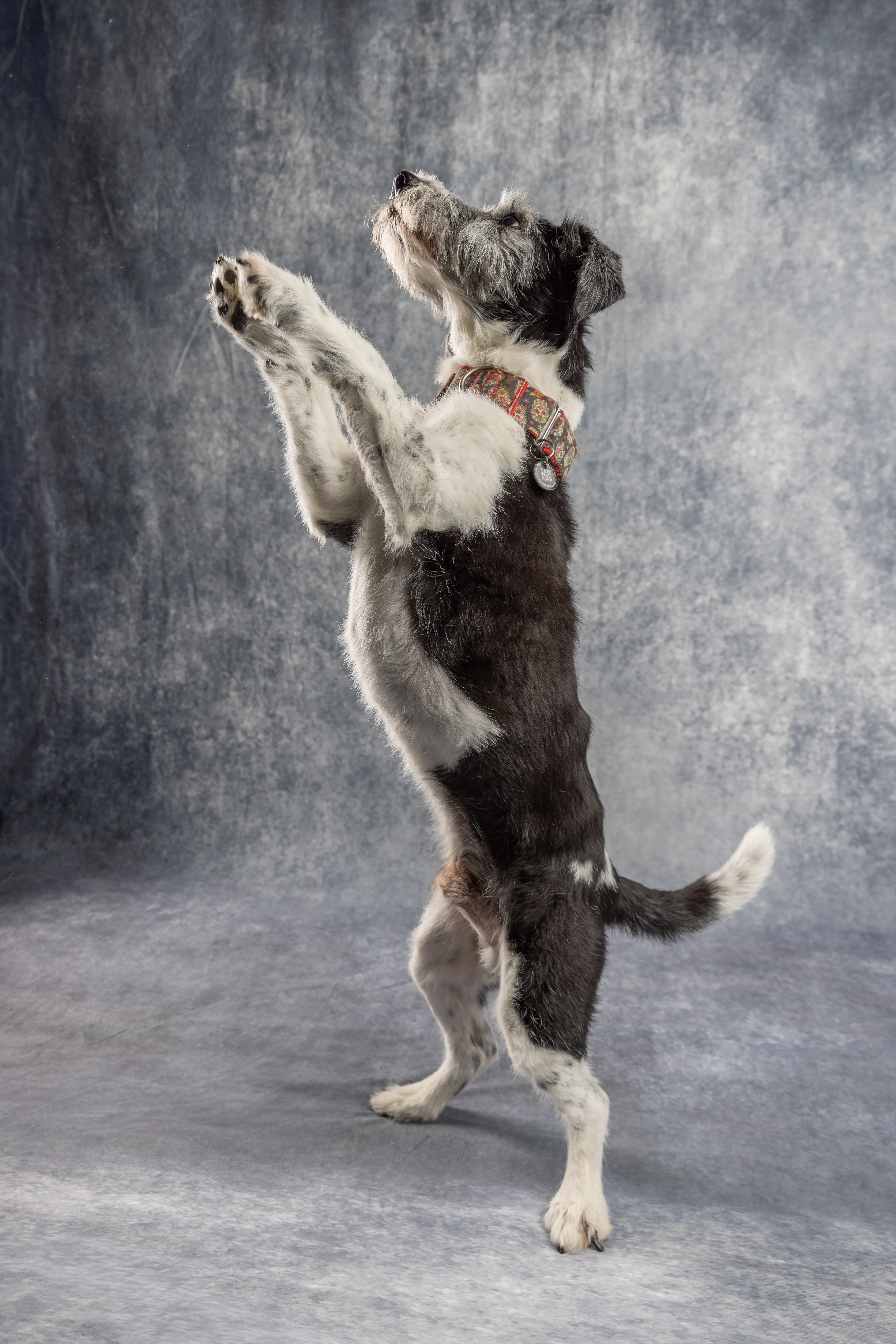 Dog standing upright on its hind legs during a playful portrait session