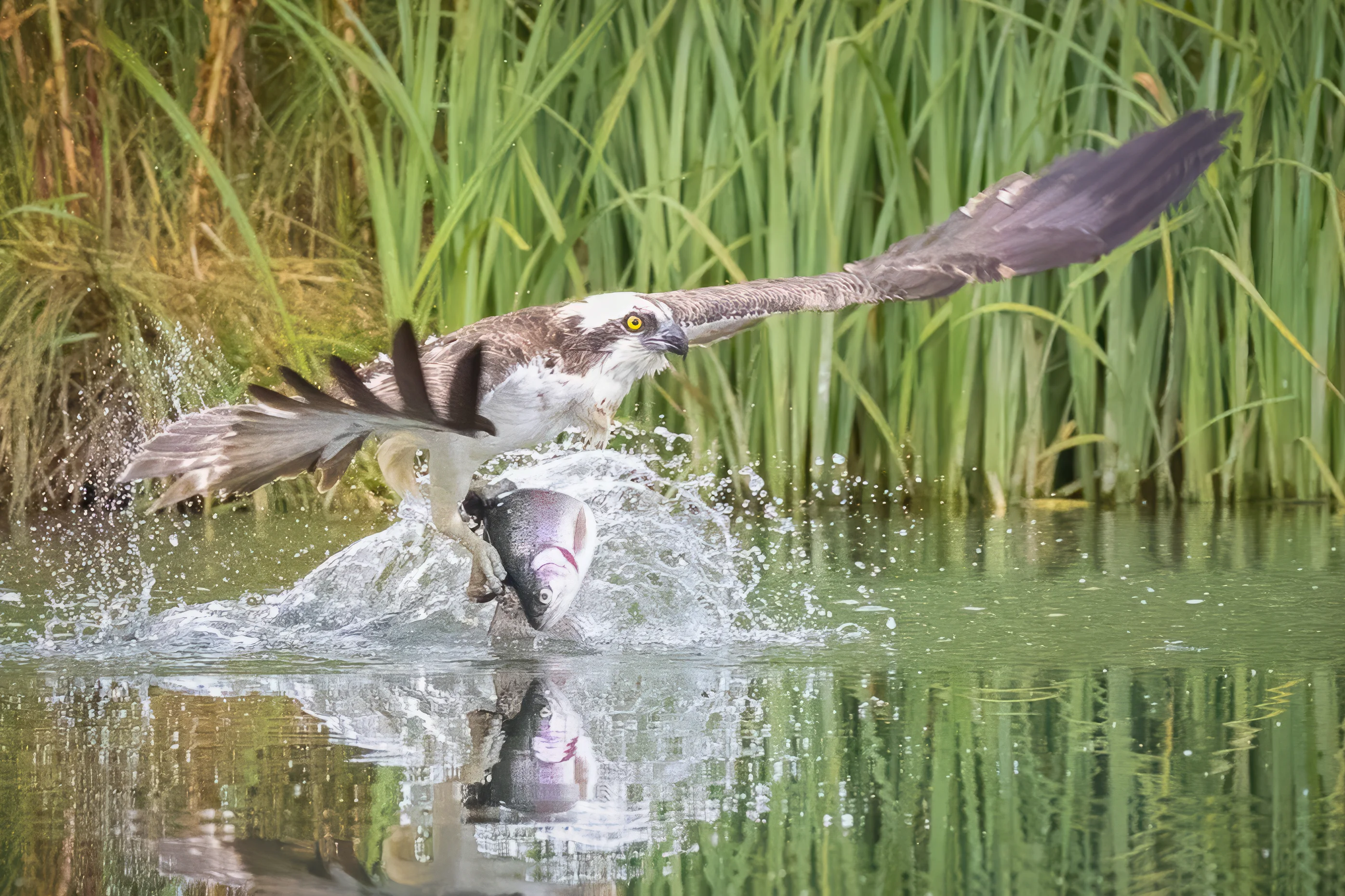 Osprey photographed in the wild
