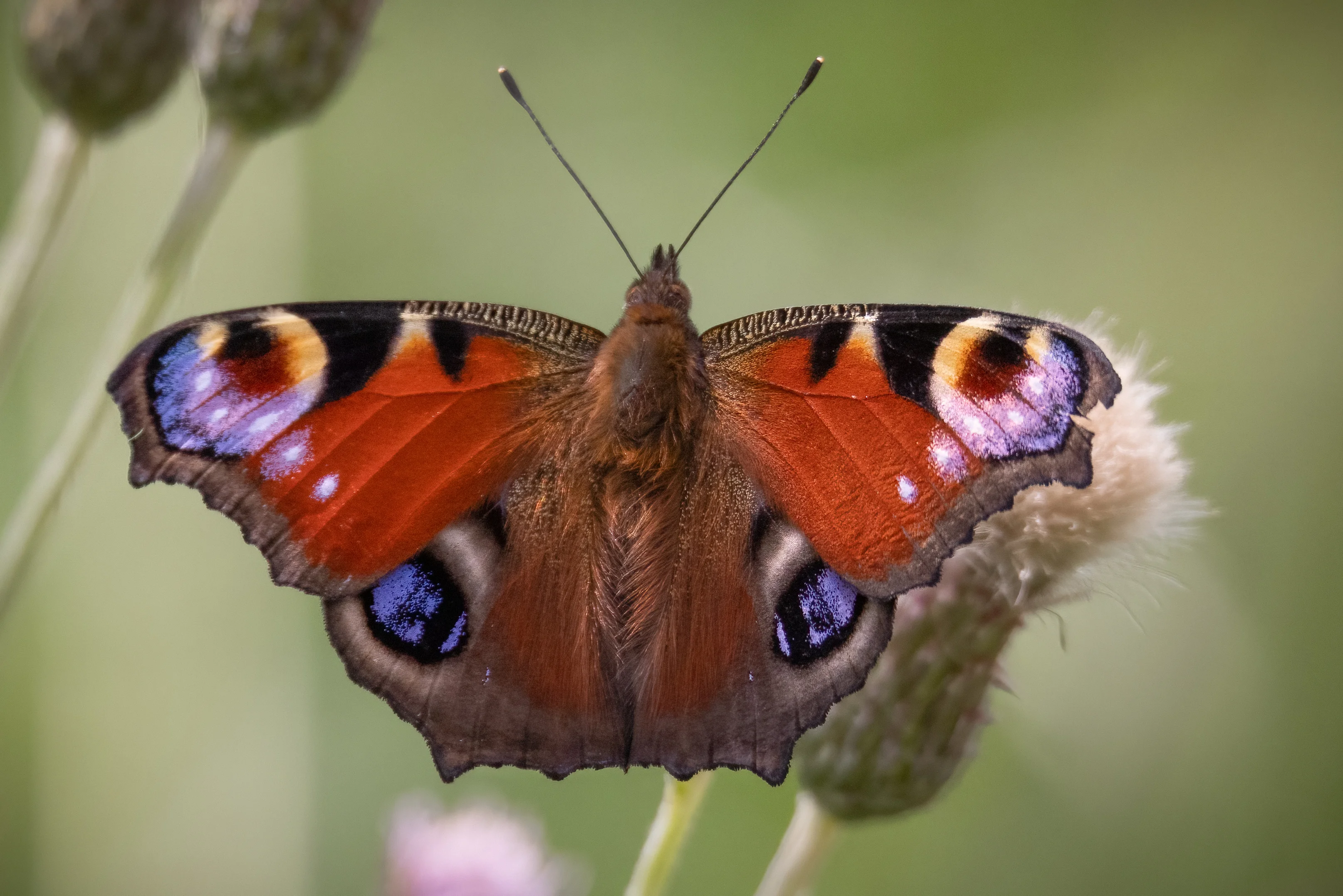 Peacock butterfly resting with its wings spread, displaying distinctive colourful eyespots