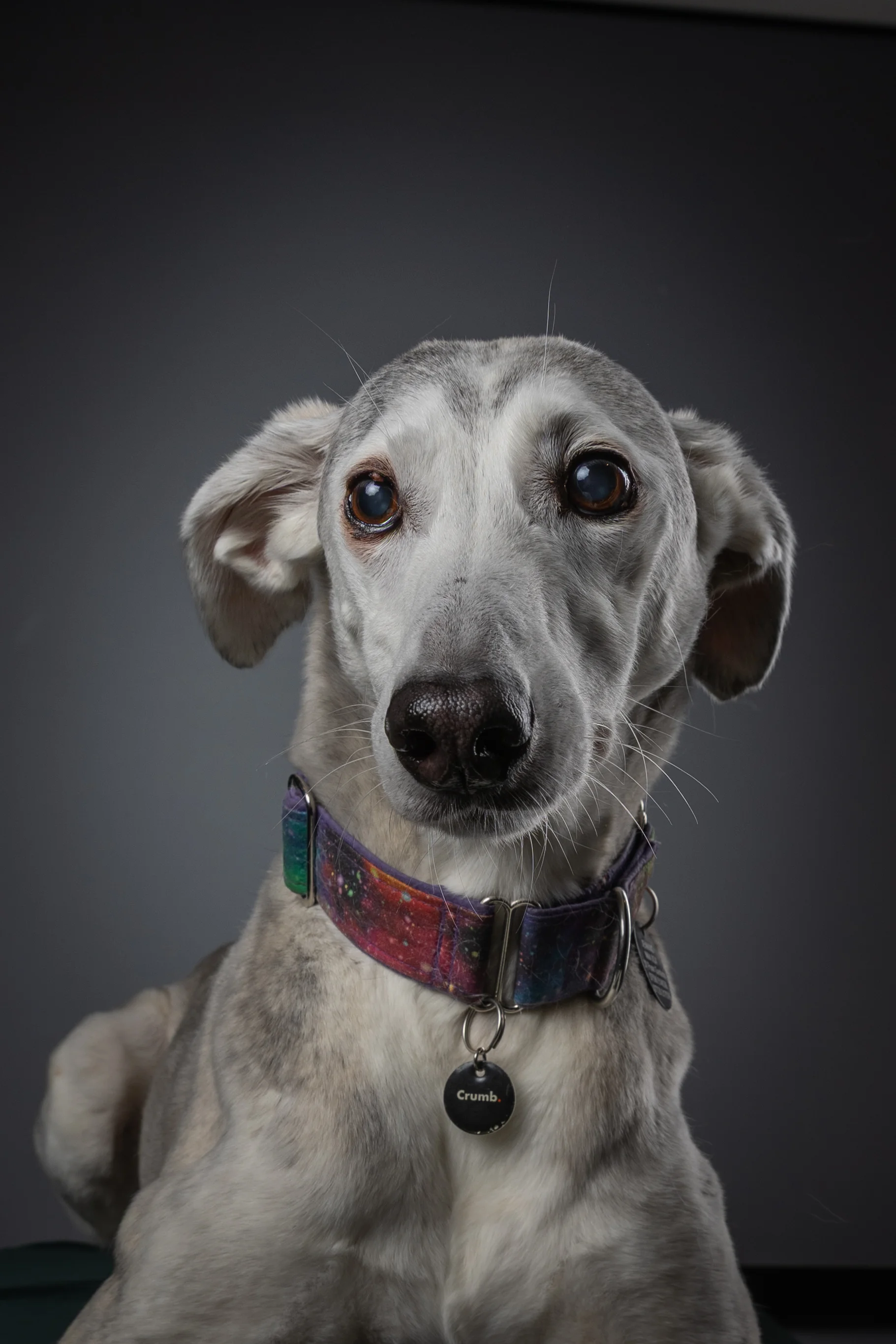 Relaxed dog posing calmly for a studio portrait