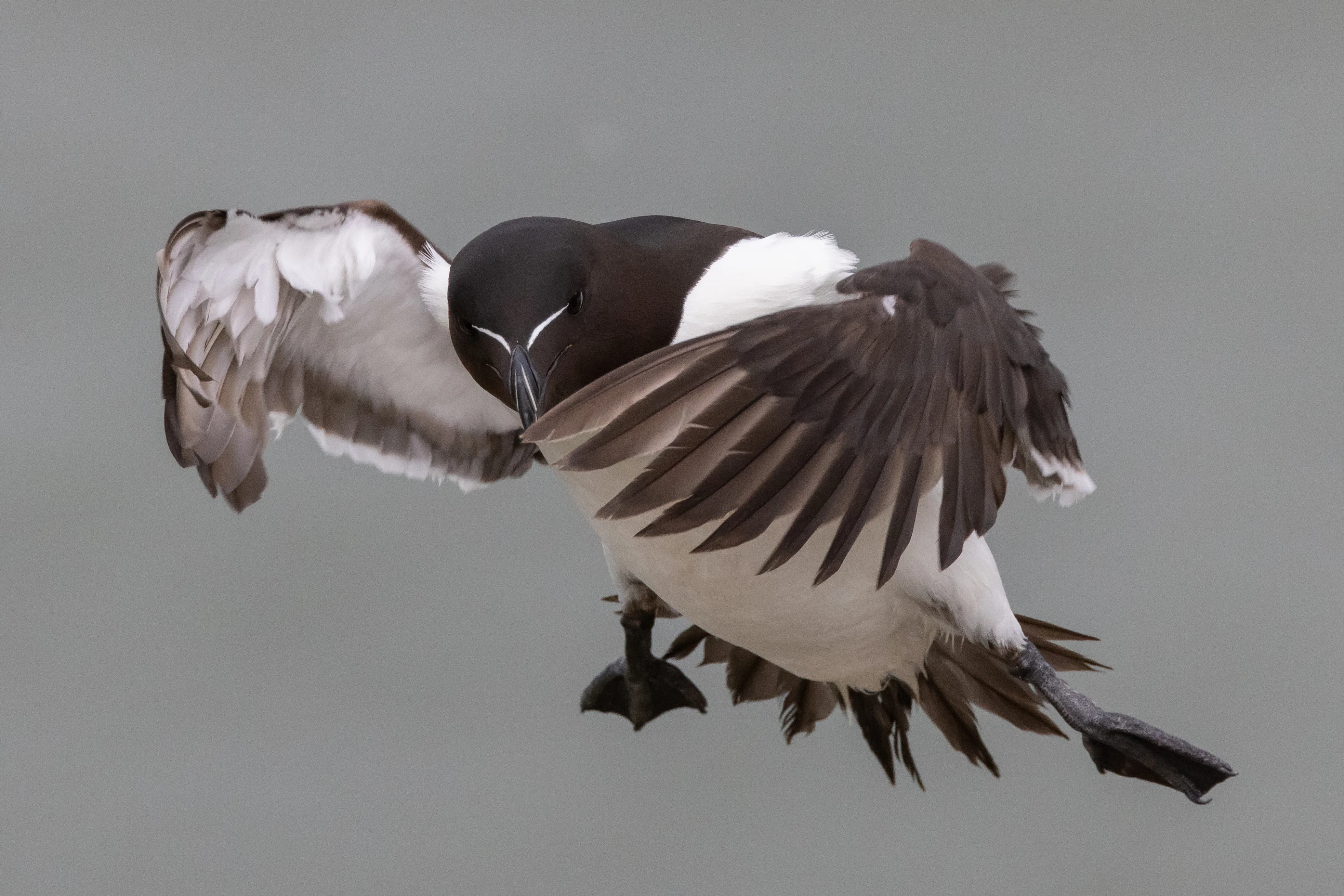 Razorbill photographed in the wild