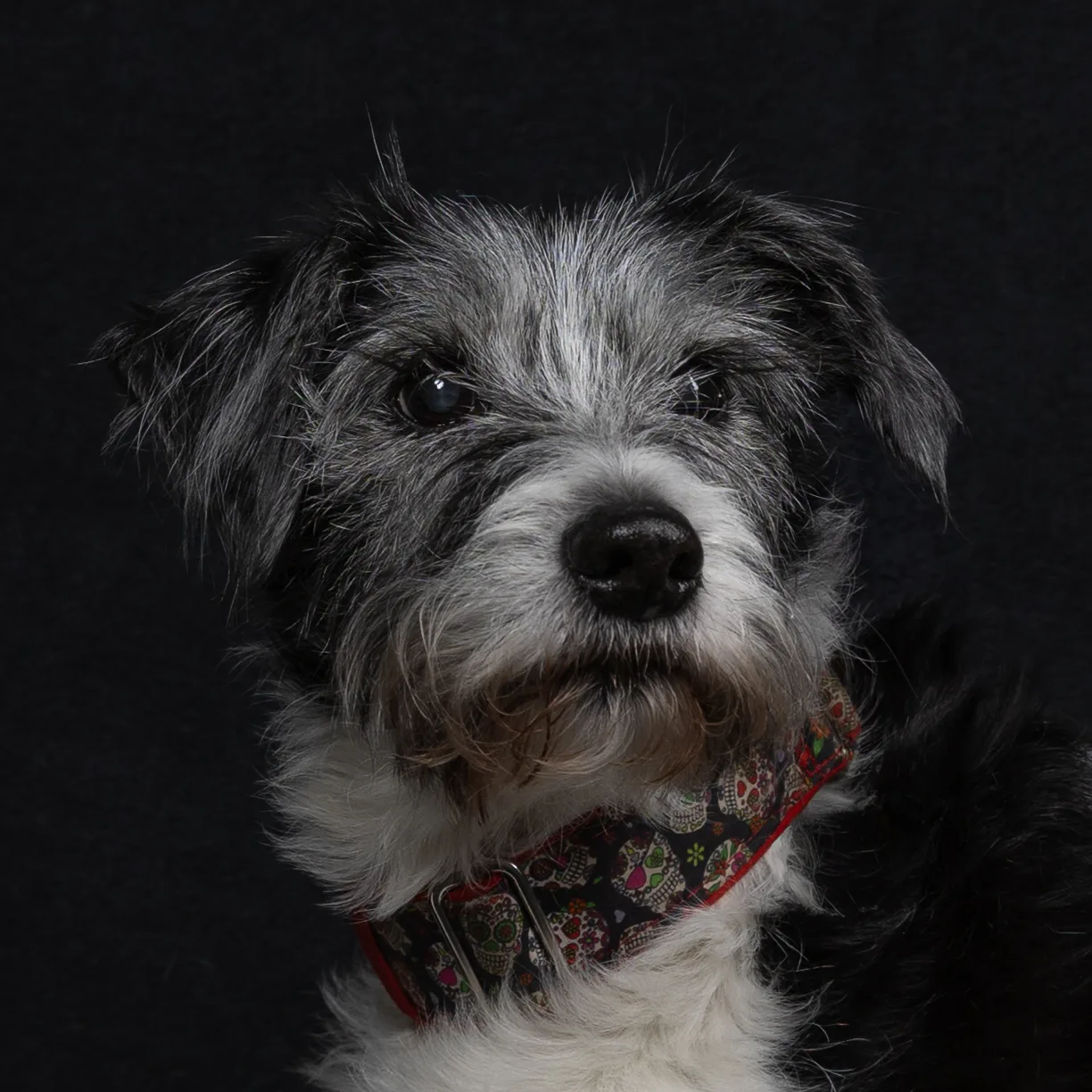 Dog posing for a portrait against a studio background