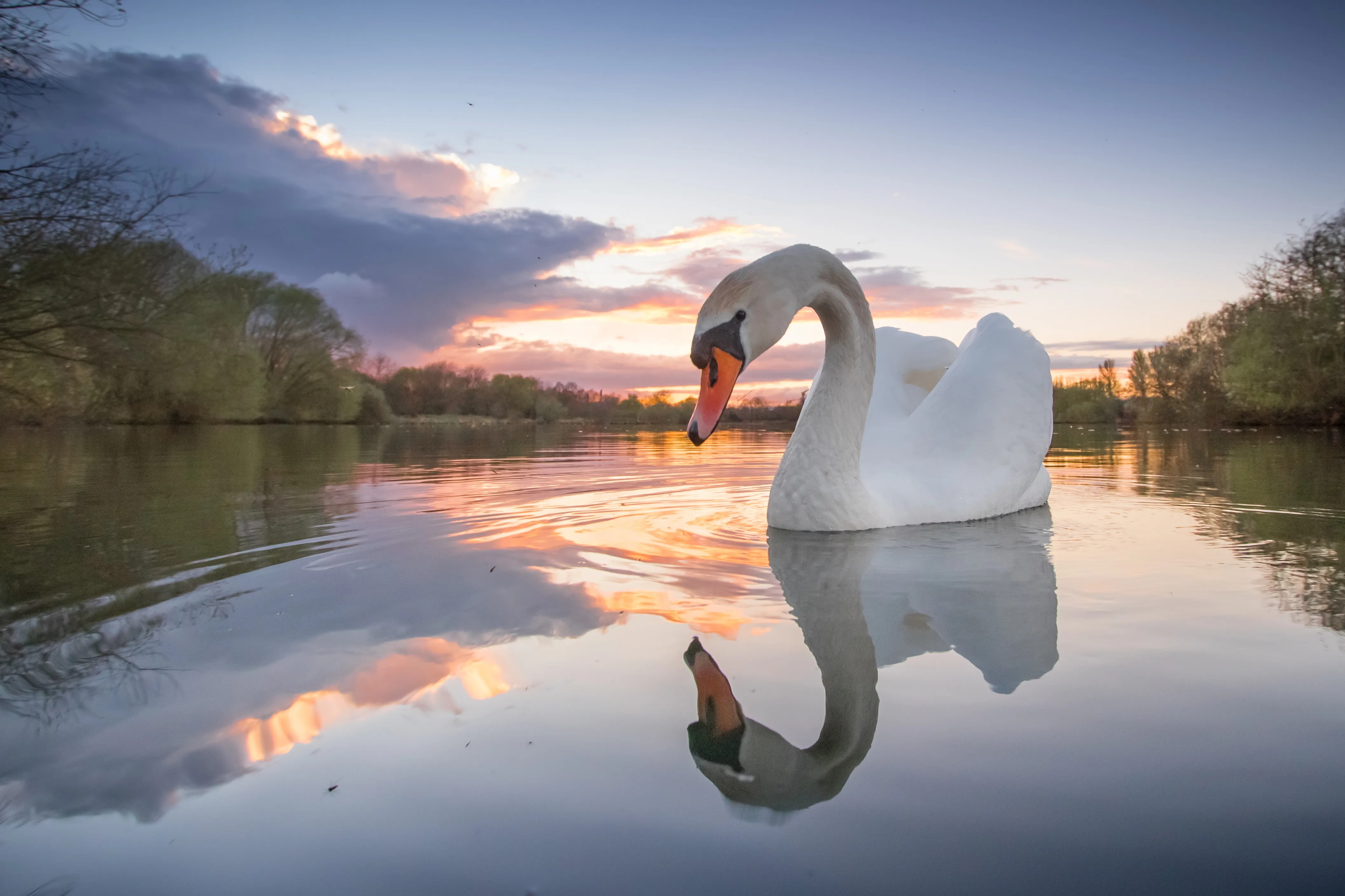 Mute swan reflected in a lake at sunset
