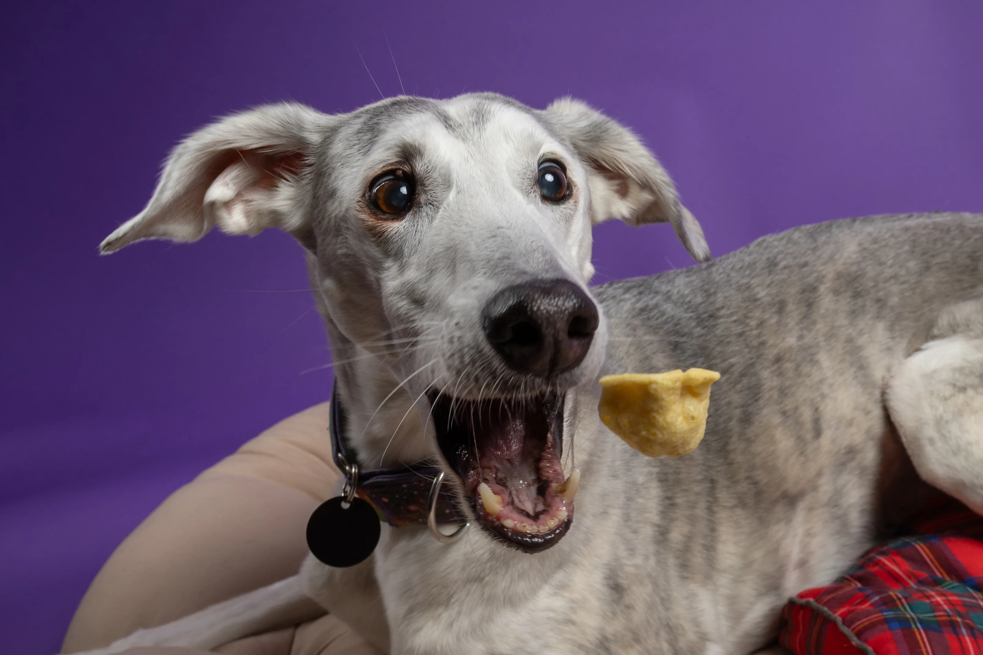 Dog looking expectantly towards a treat during a studio photography session