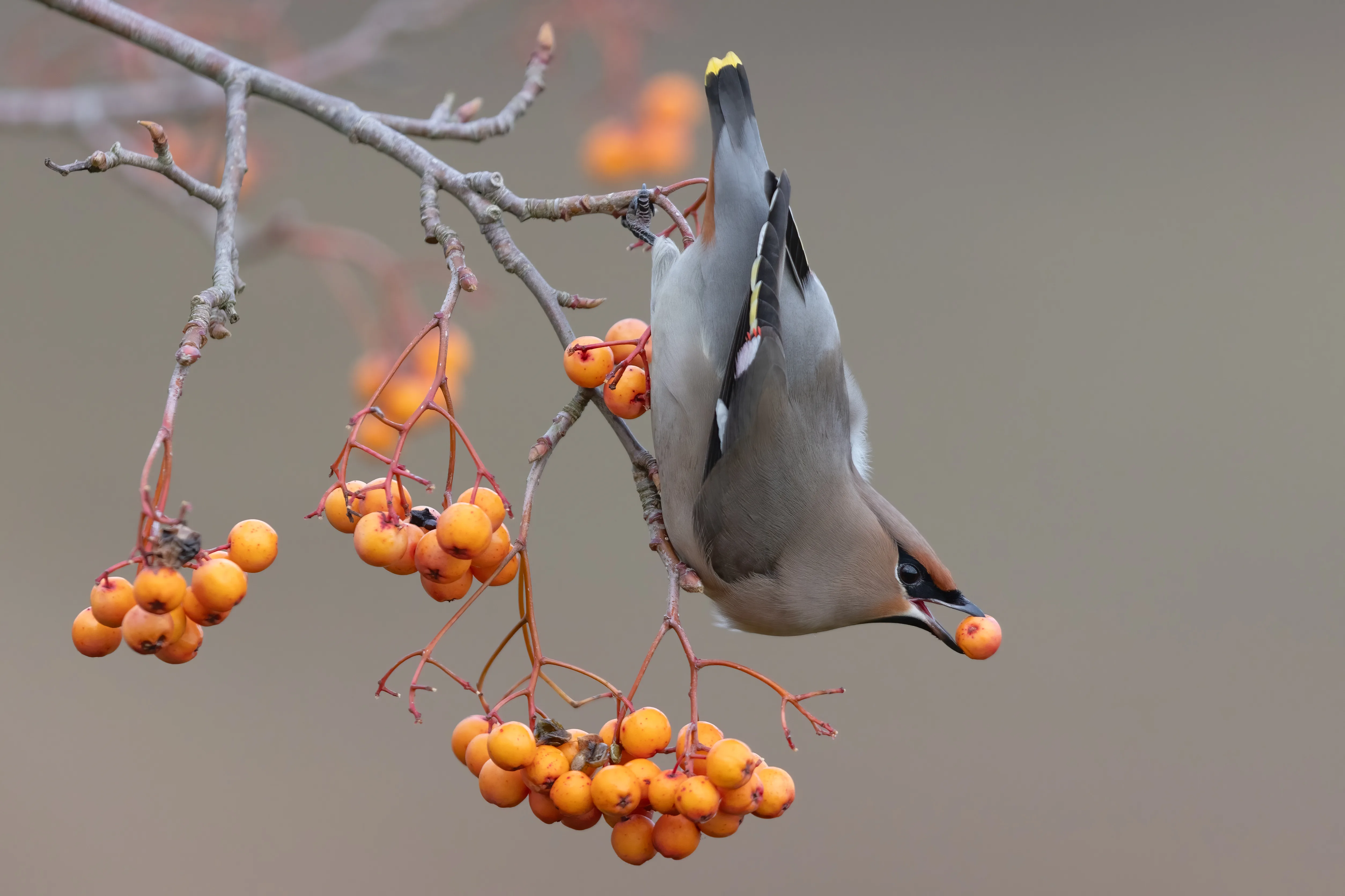Waxwing perched