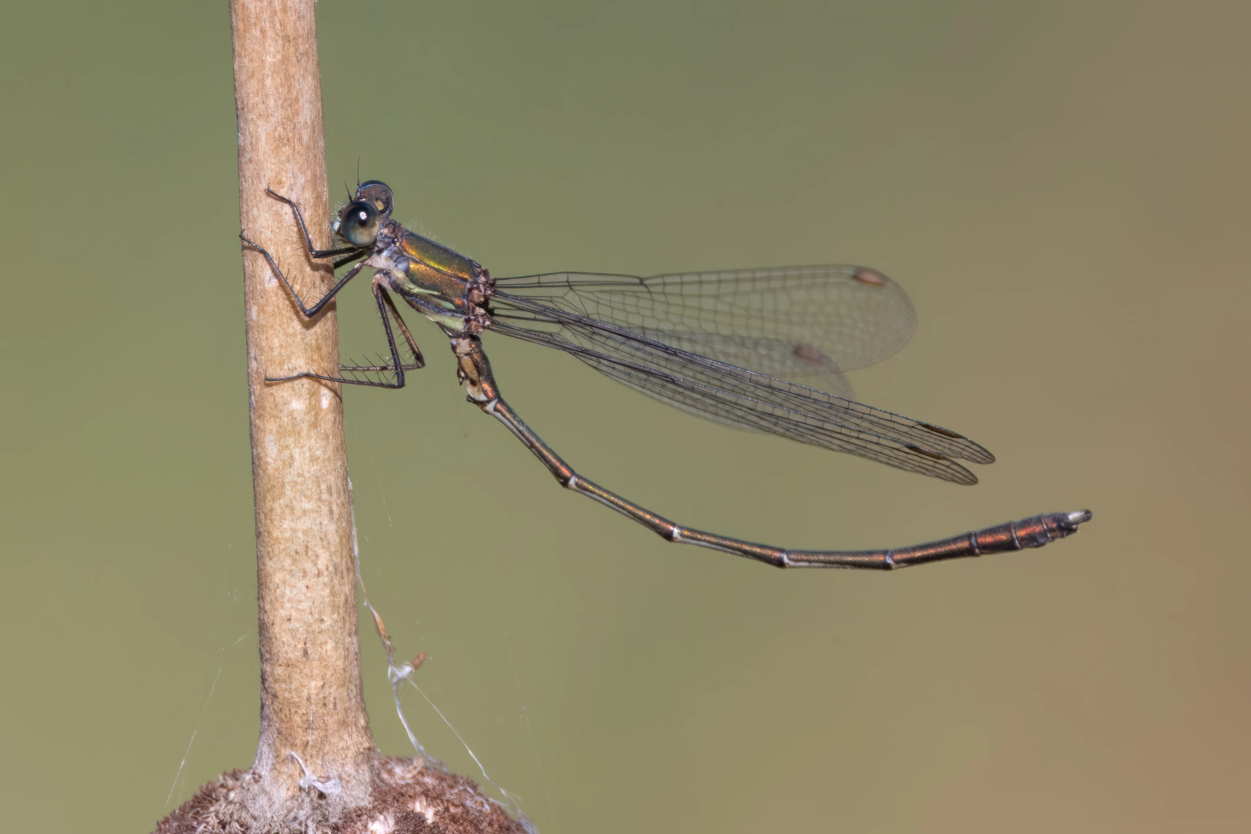Metallic bronze-green damselfly clinging to a vertical reed with its transparent wings extended